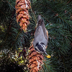 Red-Breasted Nuthatch downside up.jpg