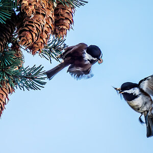 Seed gathering Chickadees.jpg