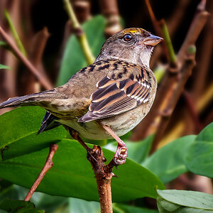 Golden-crowned Sparrow.jpg