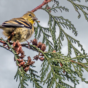 American Goldfinch Cedar.jpg