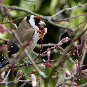 Goldfinch-P1190080.jpg