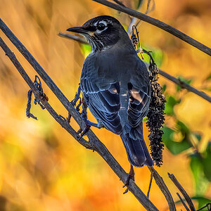 American Robin Autumn.jpg