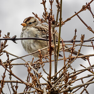 White-crowned Sparrow.jpg