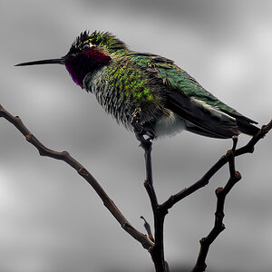 Anna's Hummingbird dark.jpg