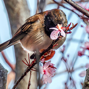 Dark-eyed Junco lunch.jpg