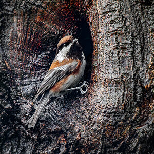 Chestnut-backed Chickadee.jpg
