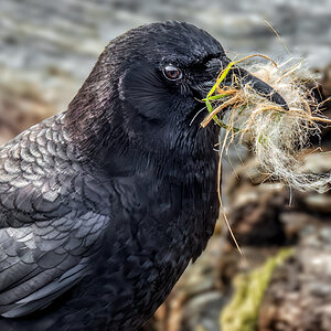 Crow nesting.jpg