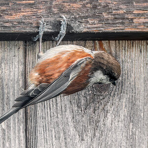 Chestnut-backed Chickadee hanging.jpg