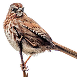 Song Sparrow no context.jpg