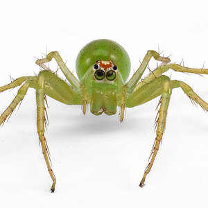 Green Magnolia Jumper DP.jpg