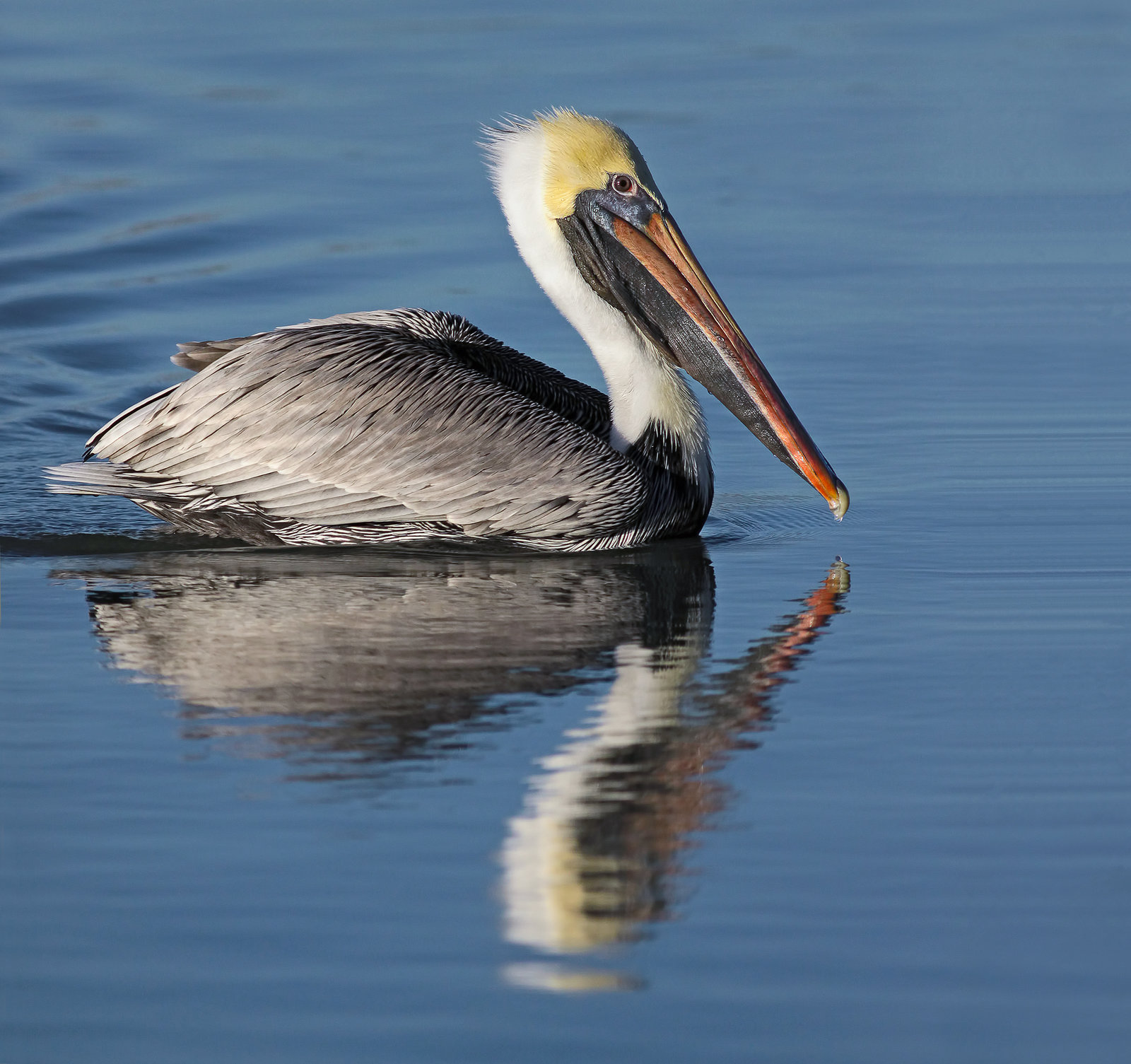 1 Brown Pelican - State Bird of Louisiana - .jpg
