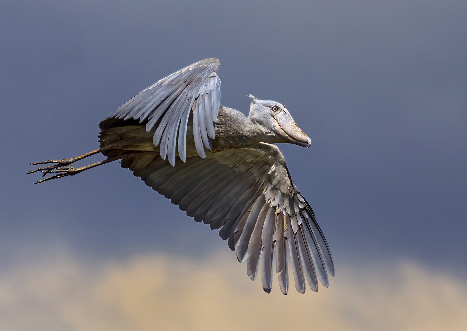 1 Flying bird - Shoebill Uganda contrasty sf.jpg