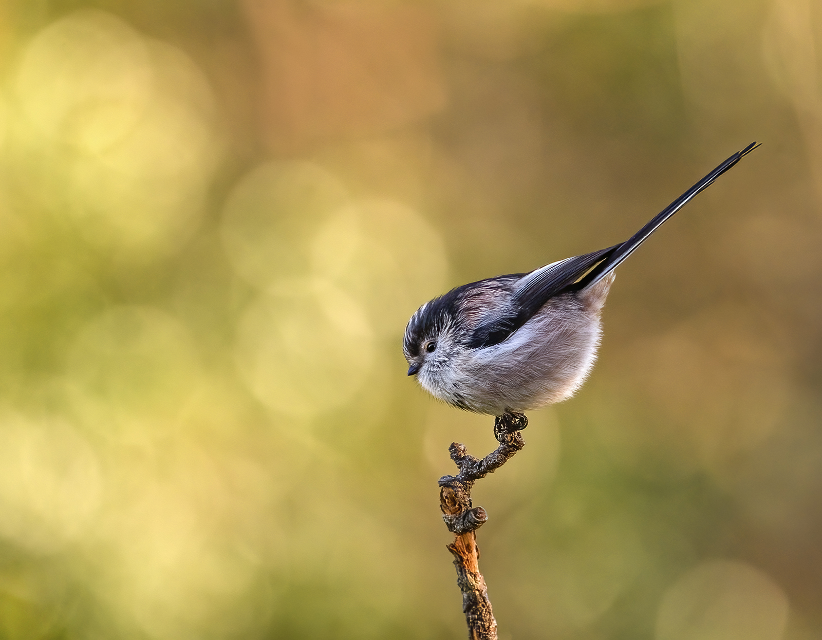1 LTT and colourful bokeh brighter sf.jpg