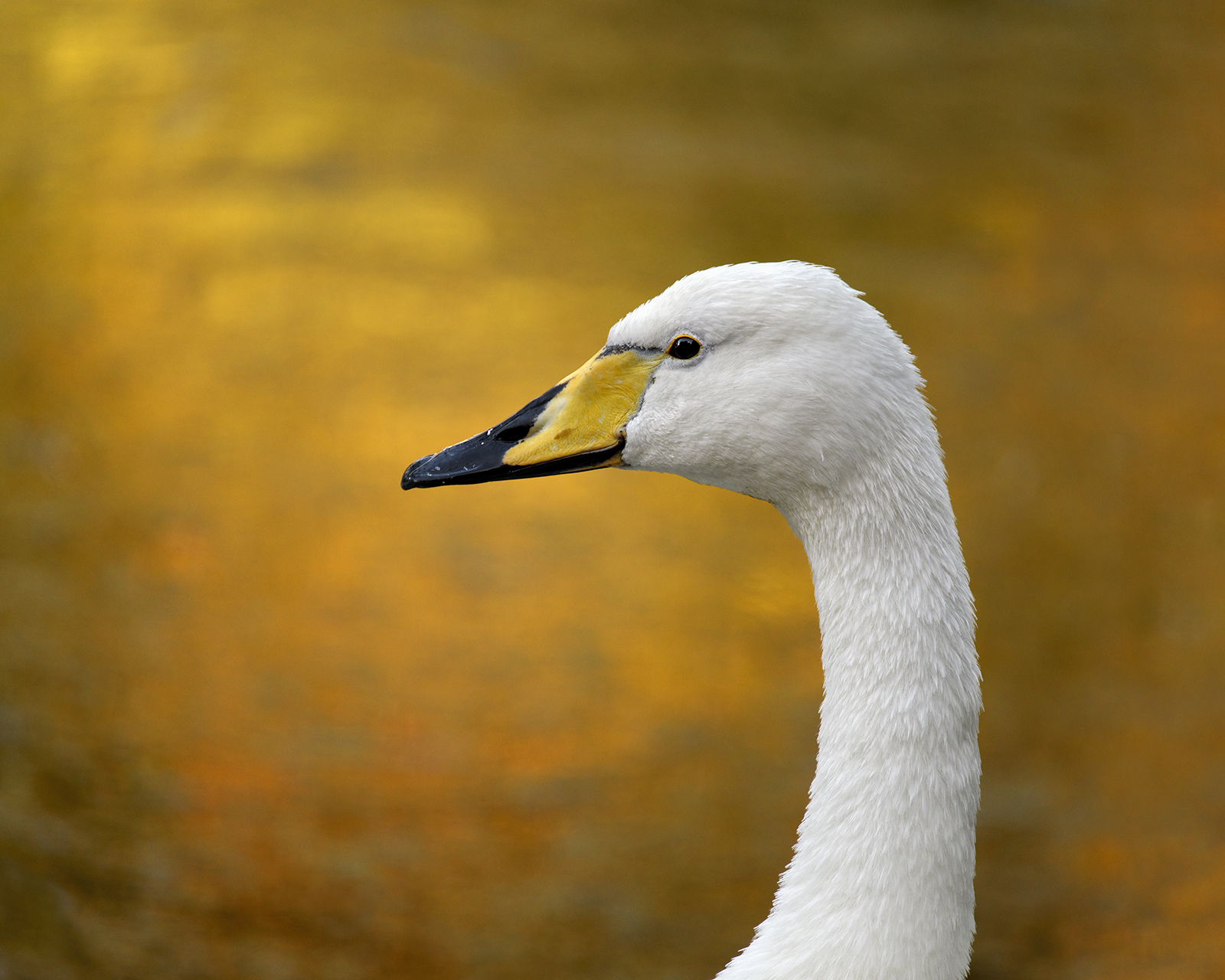 1 Whooper Autumnal Background sf.jpg