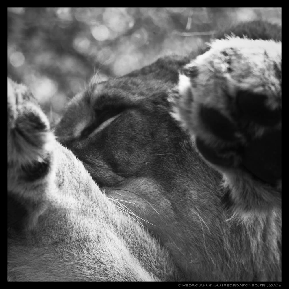 2009-07-03_thoiry_Lion_watching.jpg