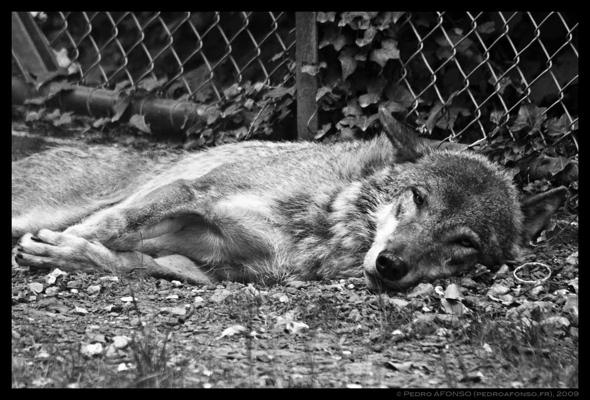 2009-07-03_thoiry_wolf_quite_saying_toohottomove.jpg