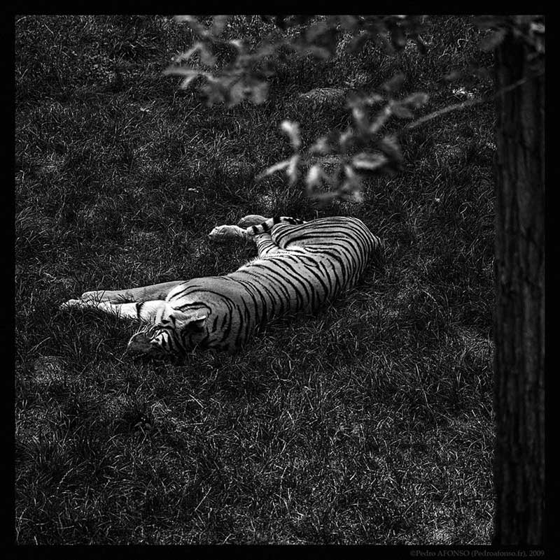 2009-07-05_tiger-resting2.jpg
