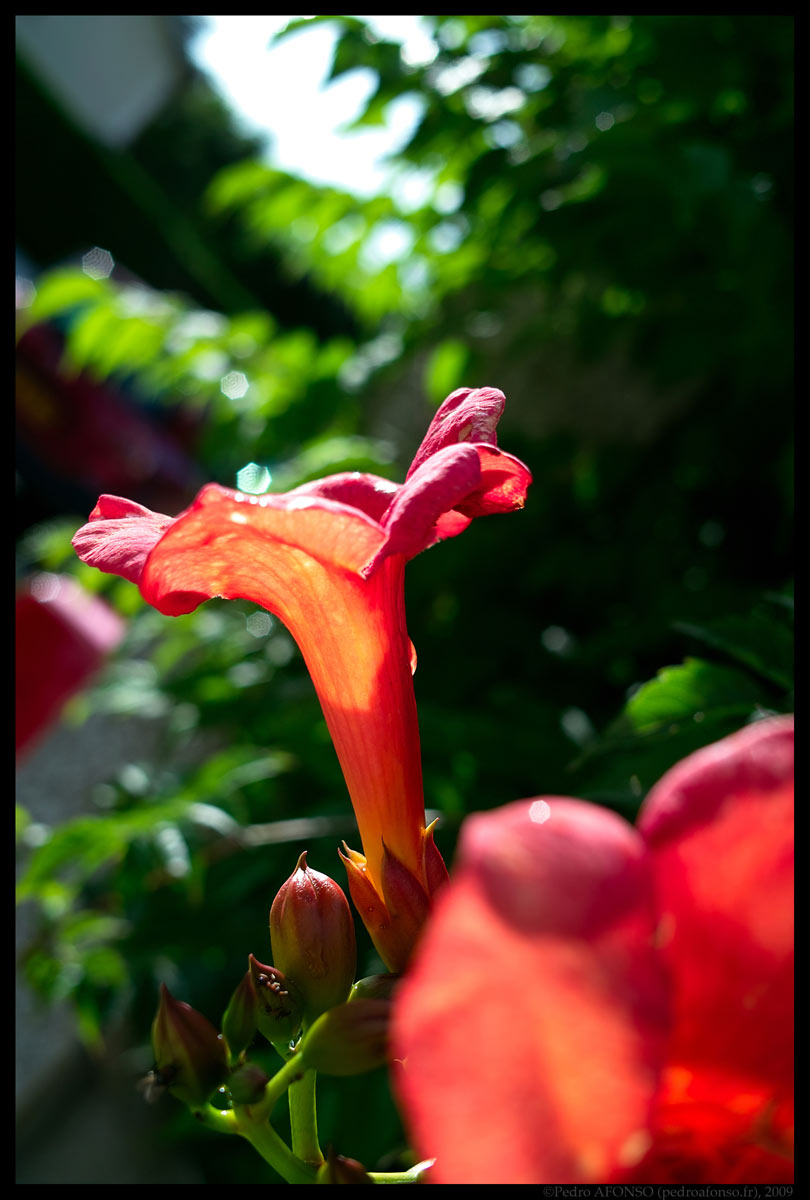 2009-07-25_Flower1-reduced.jpg