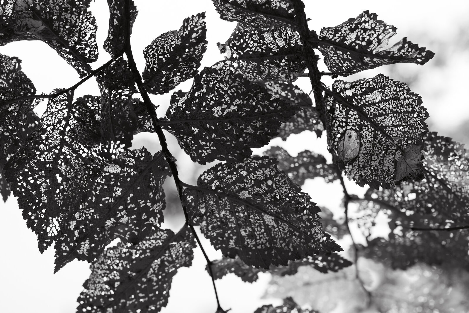 2023_8_18 Leaves 1.jpg