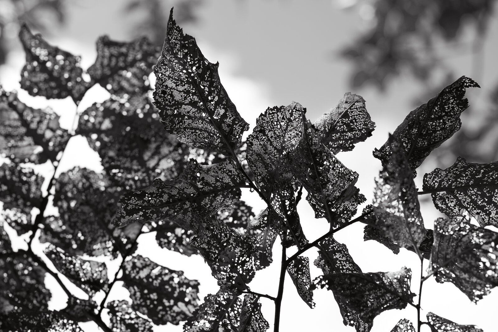 2023_8_18 Leaves 2.jpg