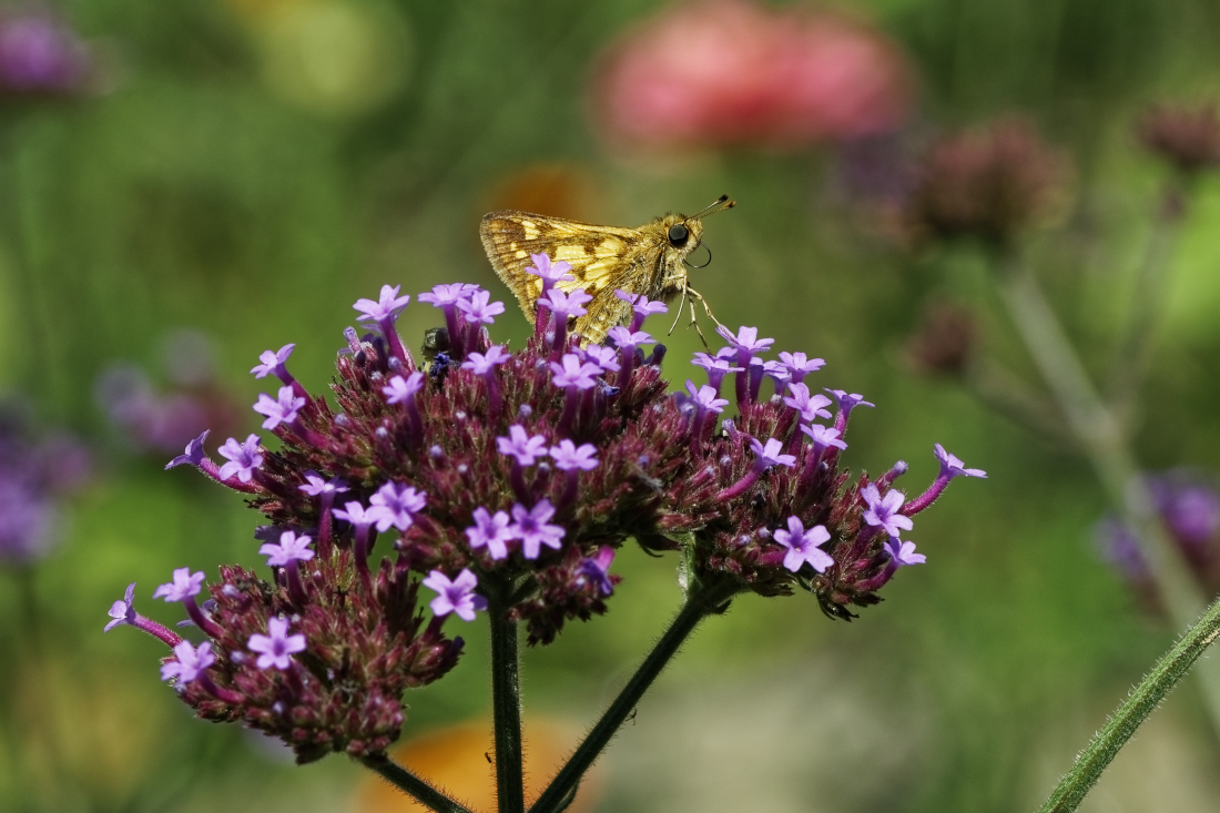 _DSC9479_DxO.jpg