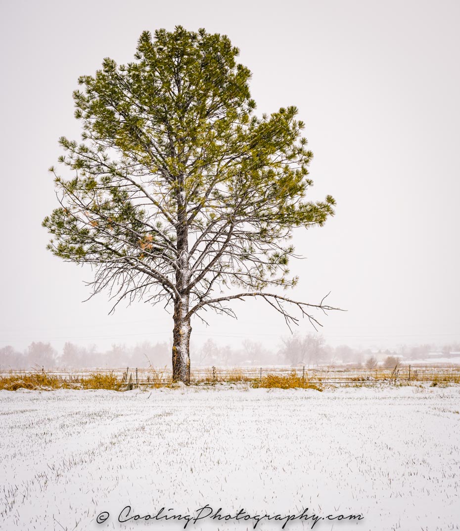 Abbey tree.jpg