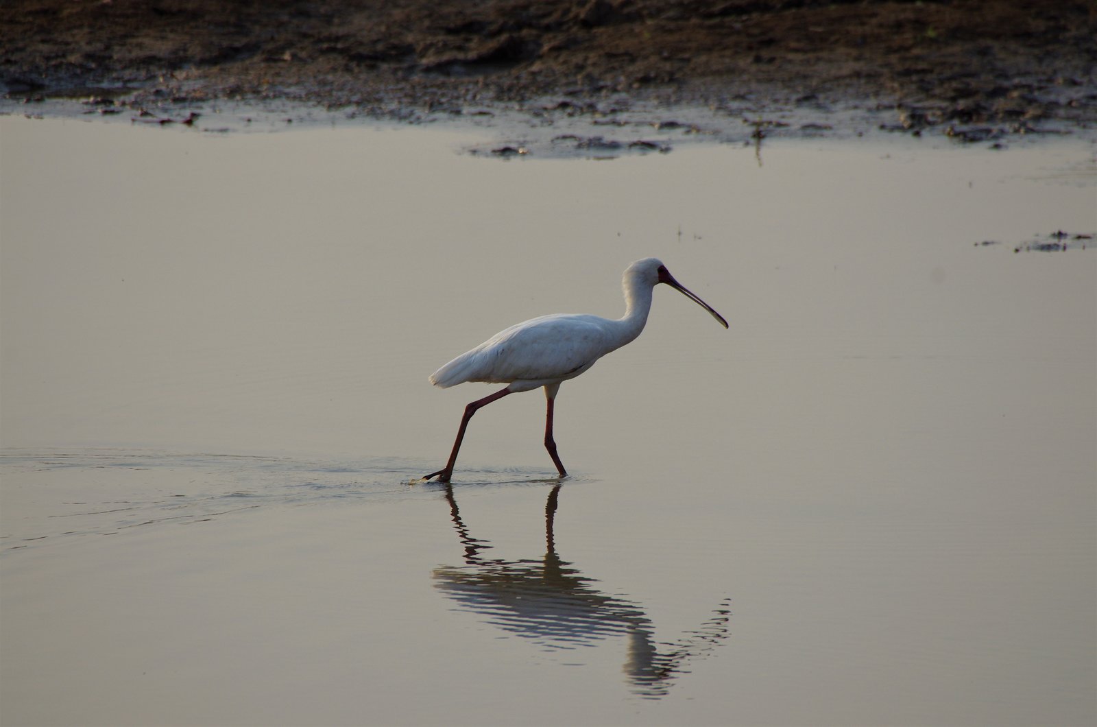 African Spoonbill at Dusk.jpg