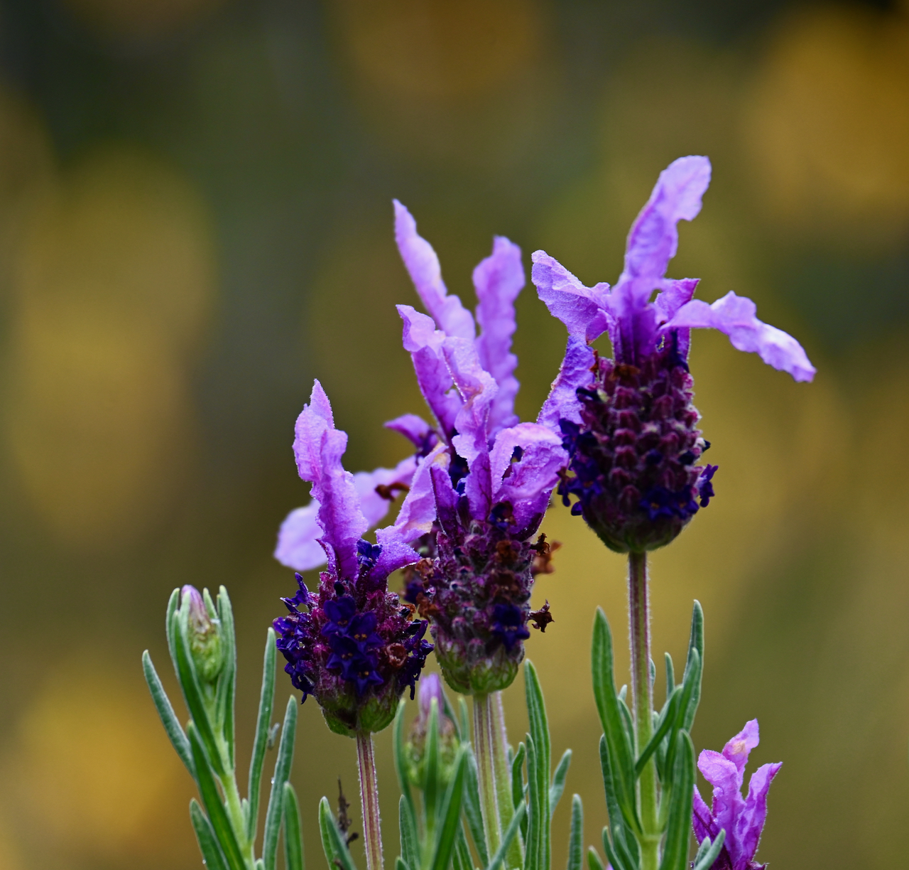 All Photos - 1 of 1 (4).jpeg