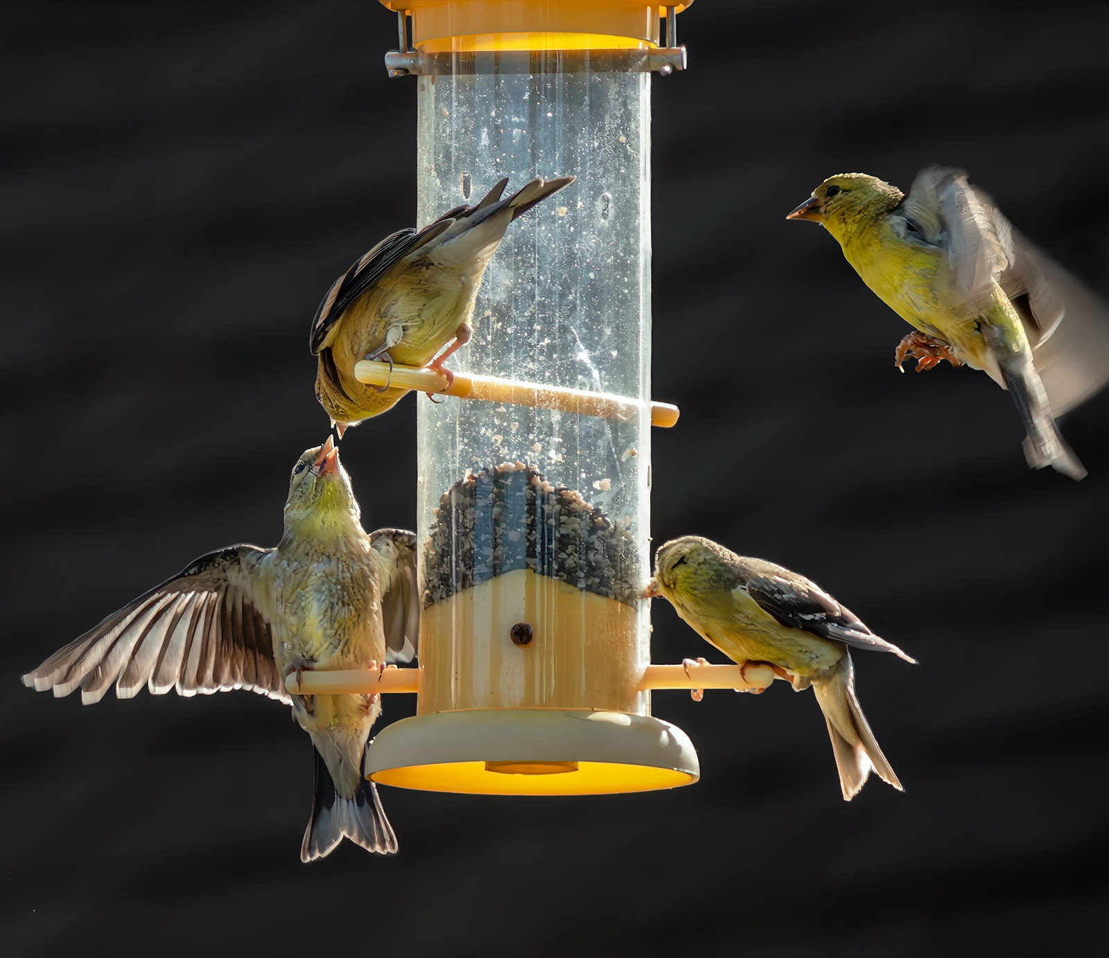 American Goldfinches at feeder.jpg