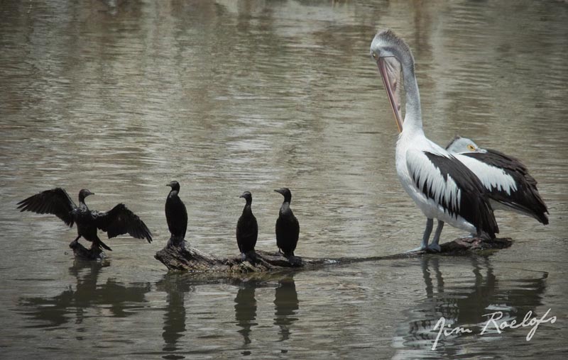 Balranald Pelicans + Cormorants small.jpg