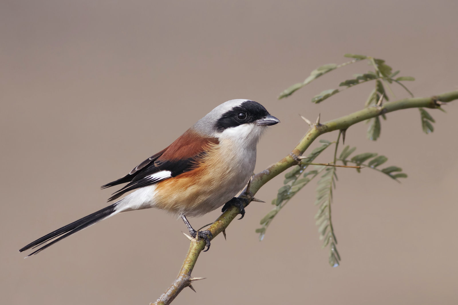 Bay Backed Shrike .jpg