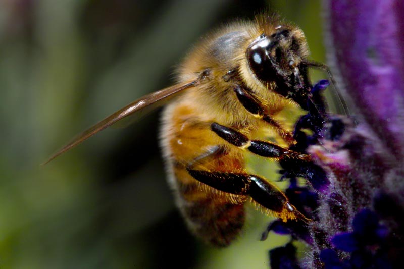 Bee.jpg