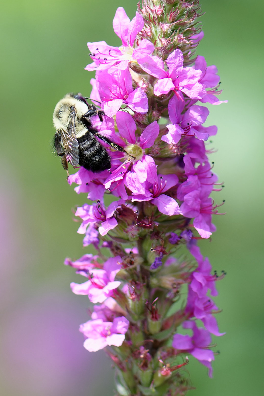 Bees & Insects 2022 - August 11, 2022 - 18_DxO.jpg