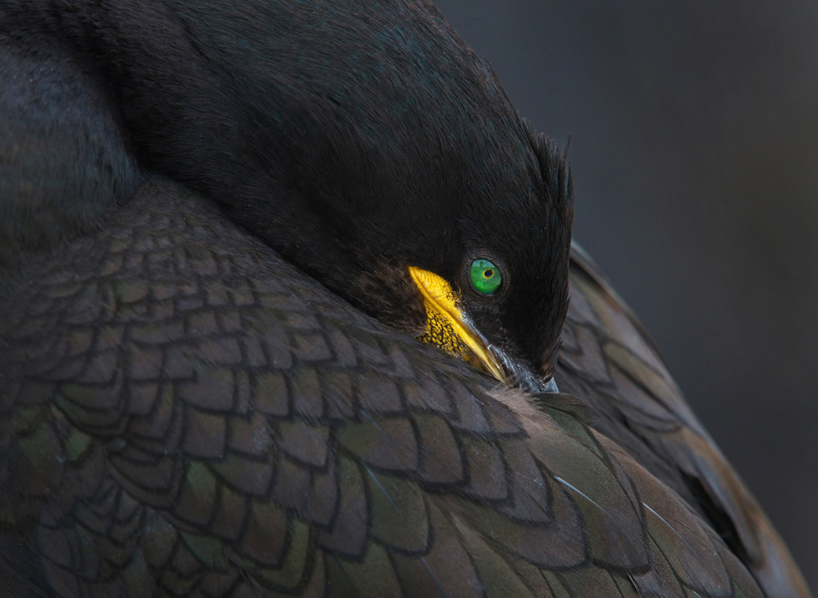 Bird 2019 European Shag at rest a.jpg