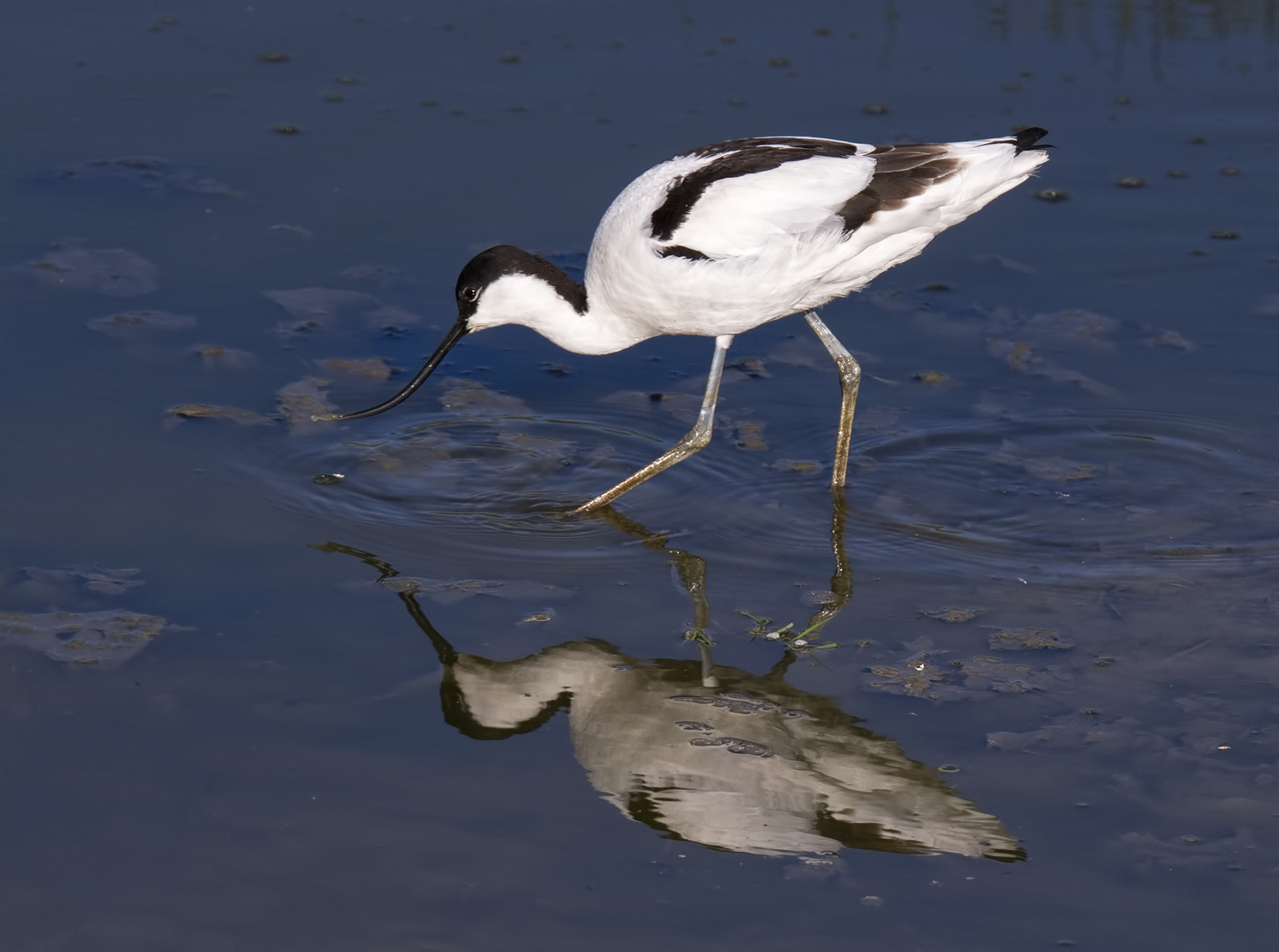 Bird of year Avocet reflection.jpg