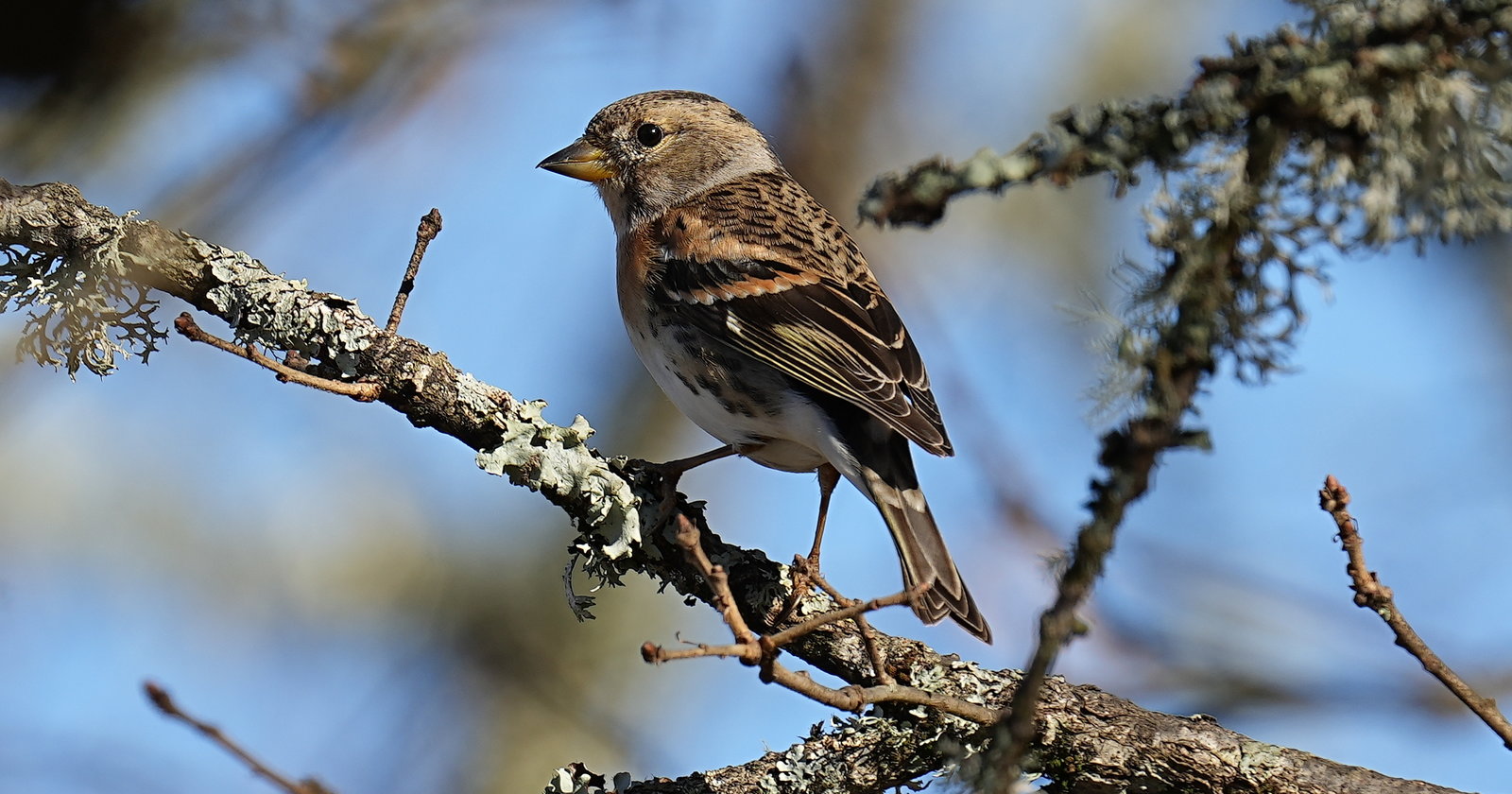 Brambling
