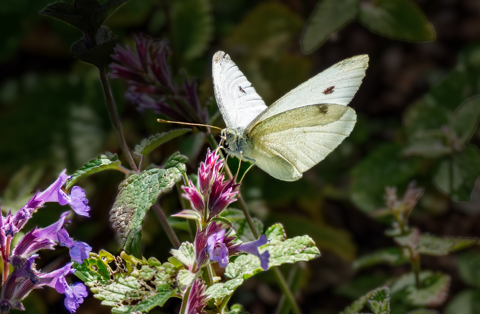 Cabbage White Butterfly.jpg