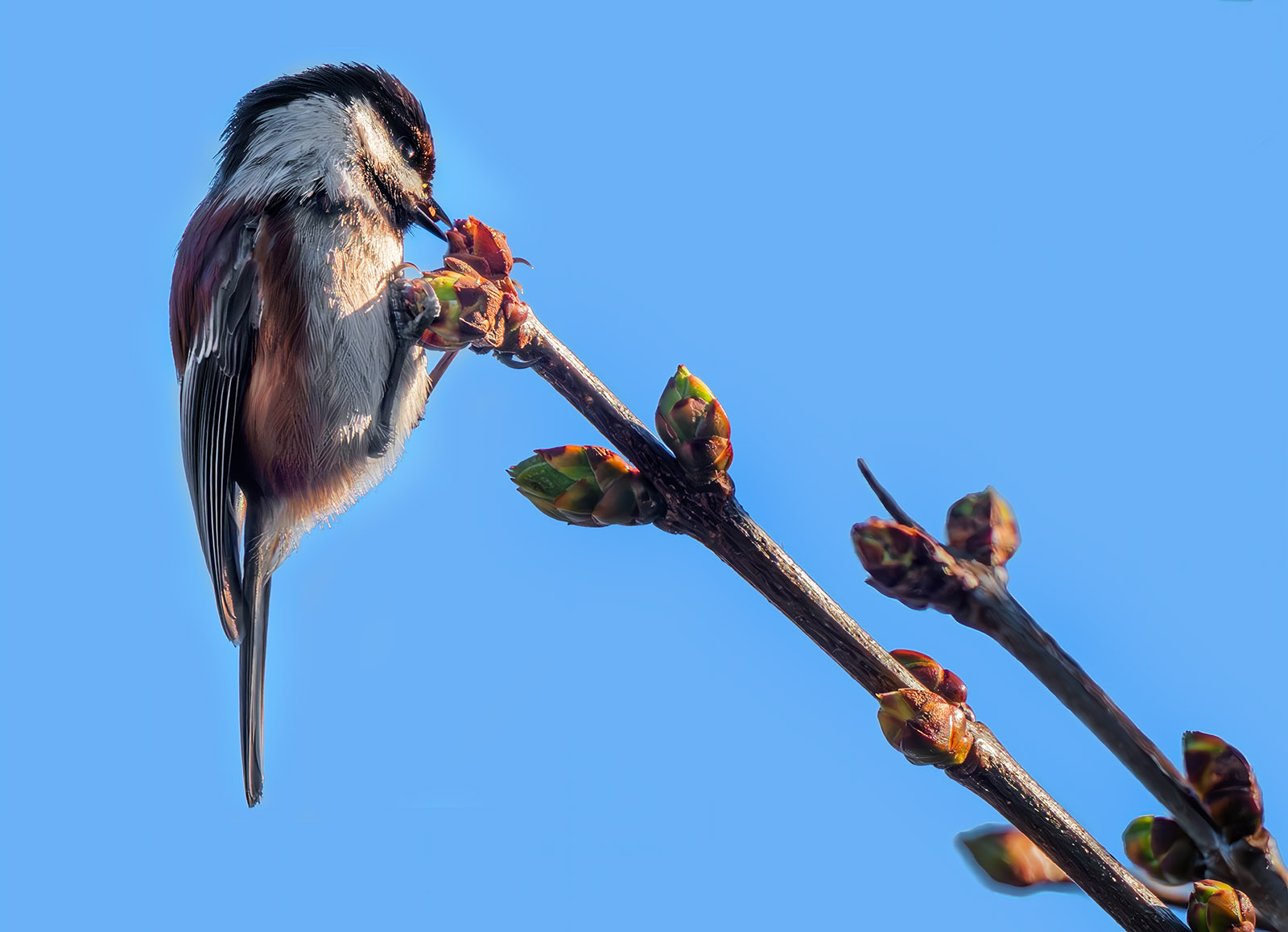 Chestnut-backed Chickadee eating.jpg