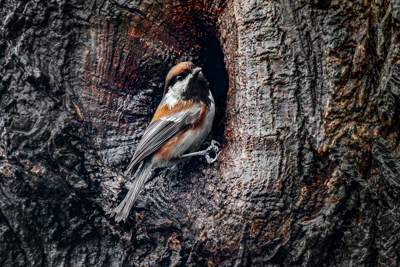 Chestnut-backed Chickadee.jpg