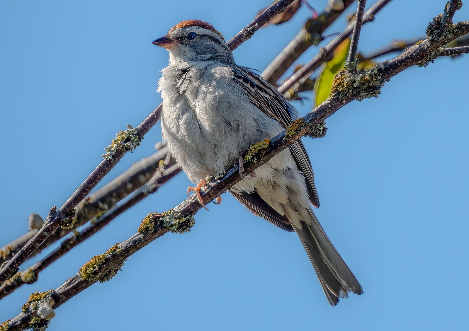 Chipping Sparrow branch.jpg