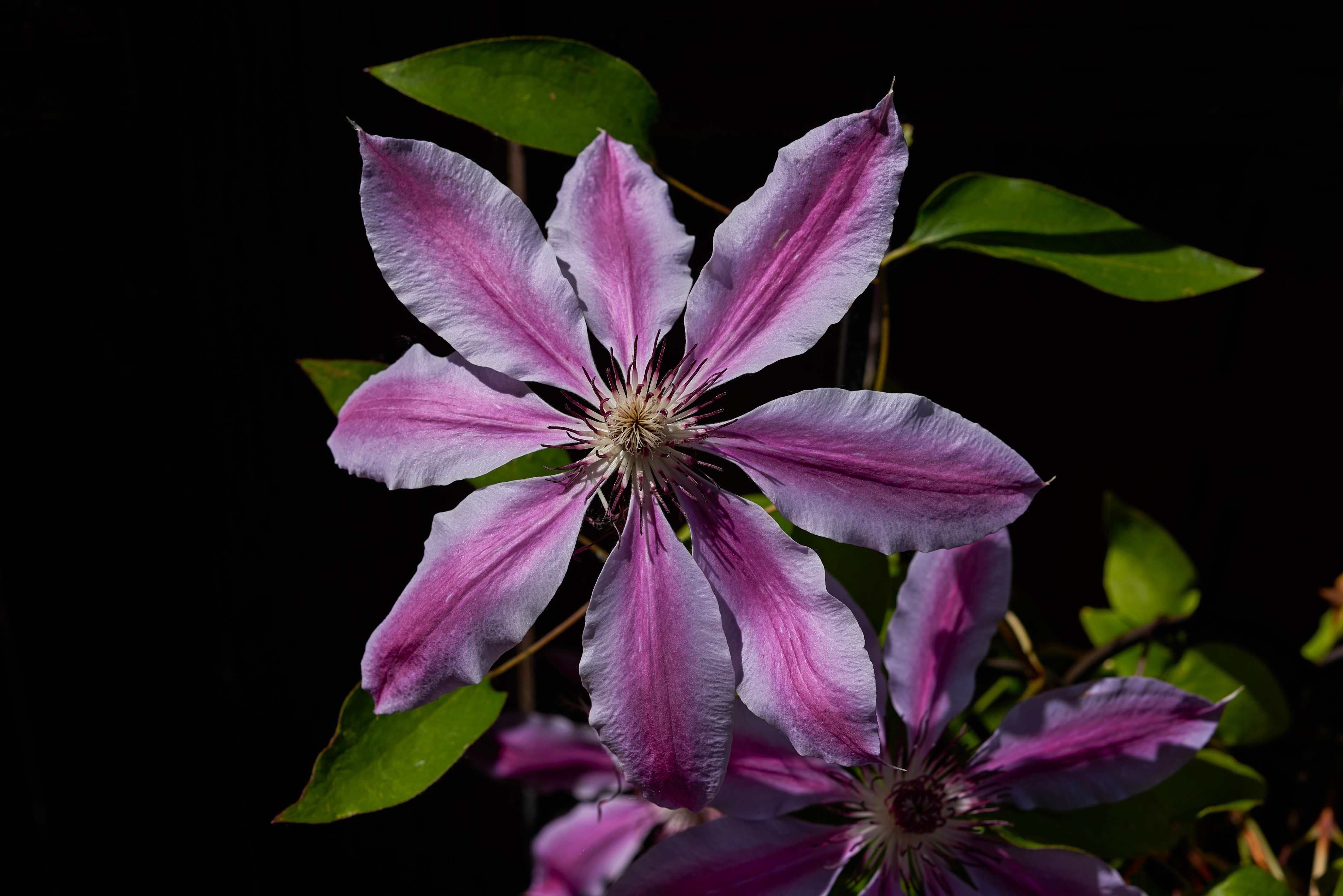 clematis-01.jpg