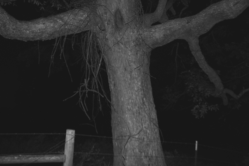 Creepy Tree.jpg