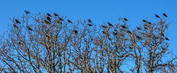 Crow colony.jpg