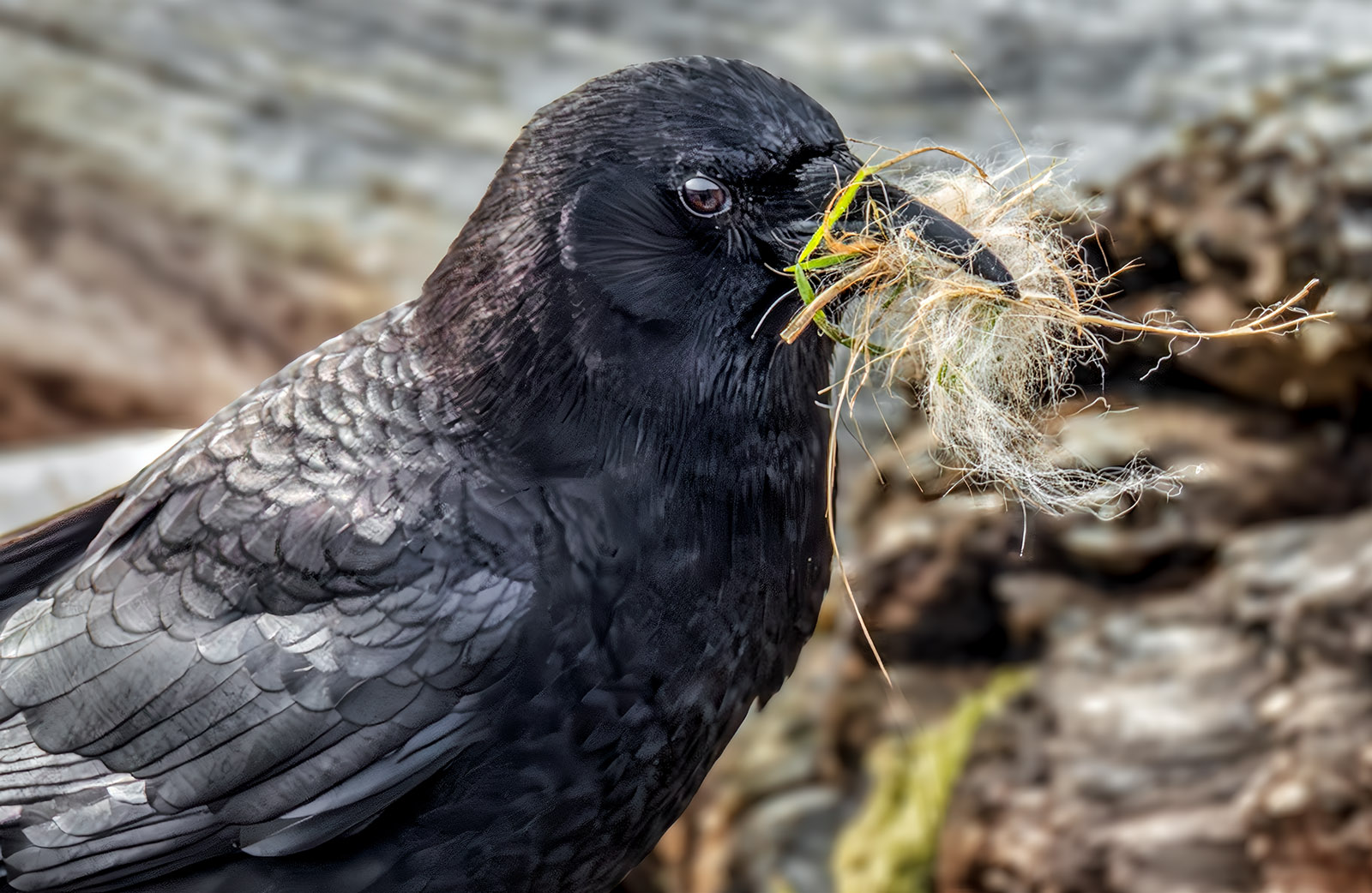 Crow nesting.jpg
