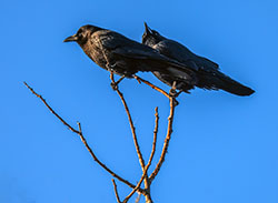 Crow partners.jpg