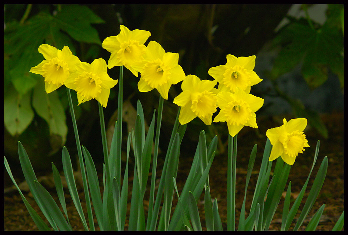 Daff_Tele-Tak_6_3_at_f_8.jpg