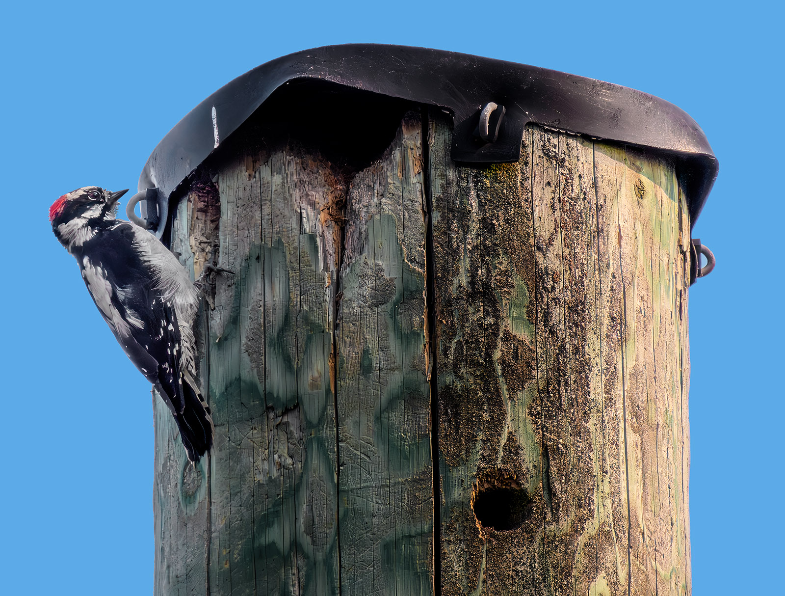 Downy Woodpecker .jpg