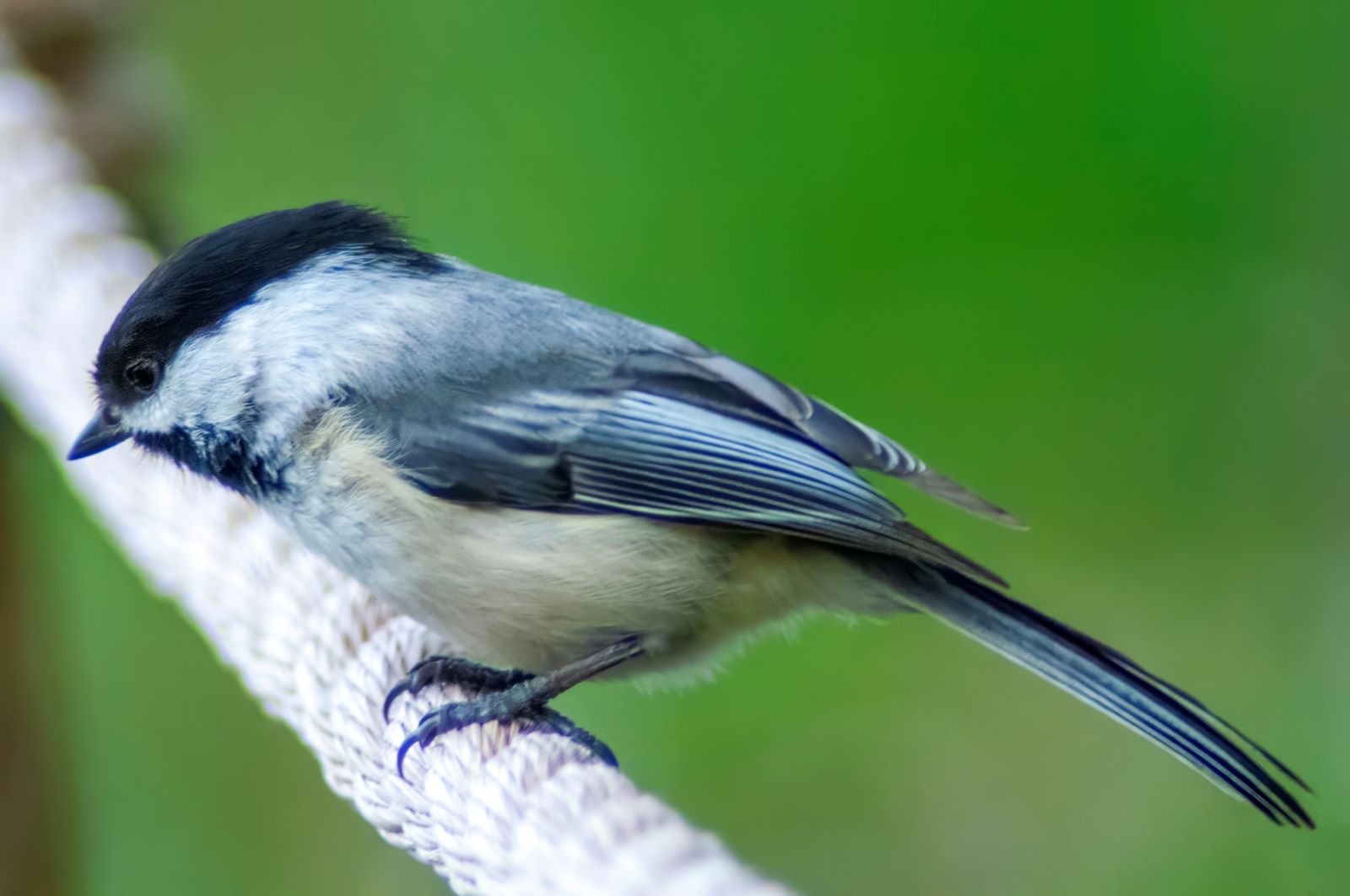 DSC_0164 (2)TOP_4_27_24 resiz 2.jpg