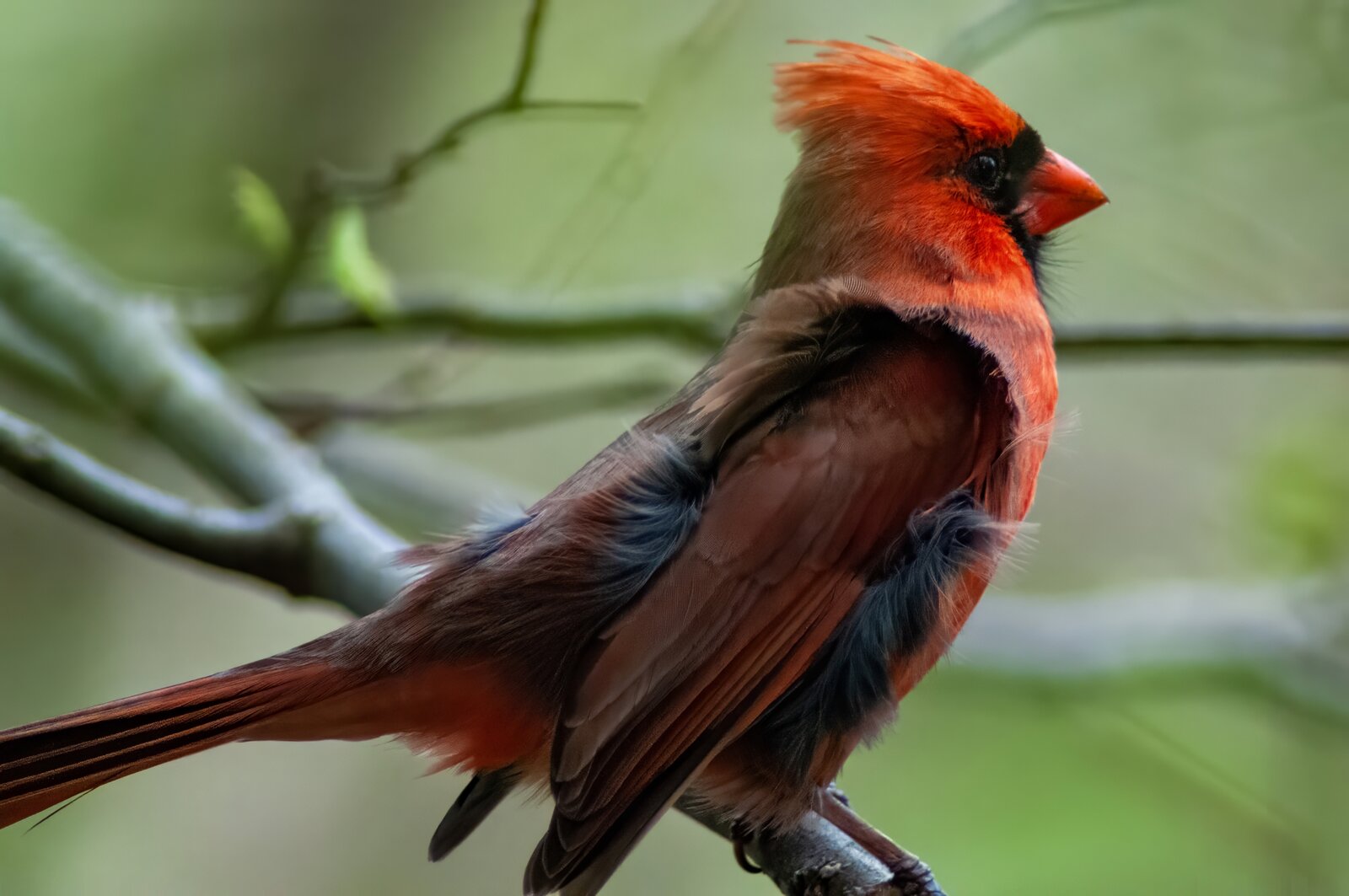 DSC_0229 (3)TOP_4_27_24.jpeg