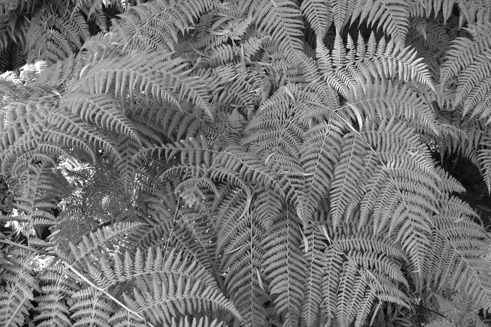 DSC_2314.JPG